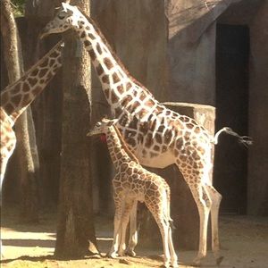 Meet your Posher, Lisa